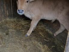 Телёнку больше месяца 