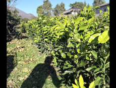 Саженцы лимона 2 вида 