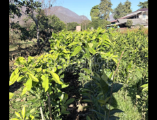 Саженцы лимона 2 вида 