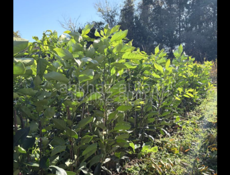 Саженцы лимона 2 вида 