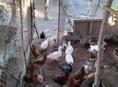 Продаются петухи 🐔 утки белые и индюки