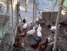 Продаются петухи 🐔 утки белые и индюки