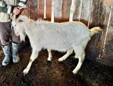 Козел 2-х годовалый (40кг+-)