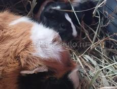 Продаются морские свинки 