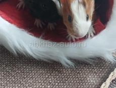 Морские свинки продаются 