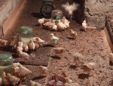 Продаю цыплята несушки им 19 дней 