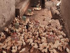 Продаю цыплята несушки им 19 дней 