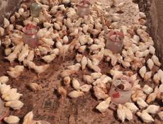 Продаю цыплята несушки им 19 дней 