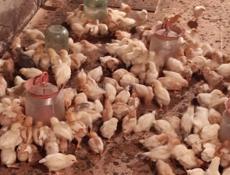 Продаю цыплята несушки им 19 дней 