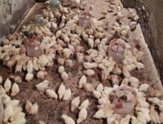 Продаю цыплята несушки им 19 дней 