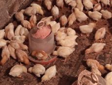 Продаю цыплята несушки им 19 дней 