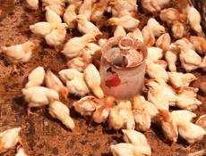 Продаю цыплята несушки им 19 дней 