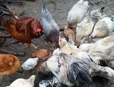 Продам петуха и курицу молодых