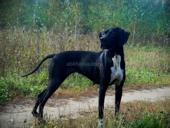 Пропала собака поинтер 