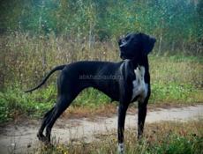 Пропала собака пойнтер