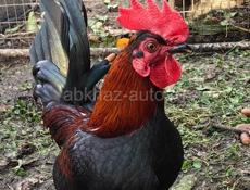 Австралийские чёрные боевые петушки и курицы