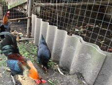 Австралийские чёрные боевые петушки и курицы