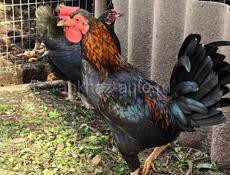 Австралийские чёрные боевые петушки и курицы