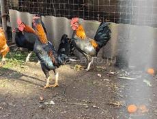 Австралийские чёрные боевые петушки и курицы