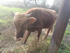 Продаётся бычок