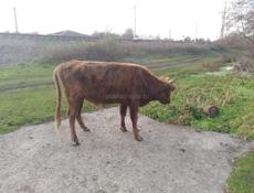 Продаётся бычок