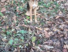 Потерялась собака в районе манеии 