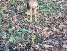 Потерялась собака в районе манеии 