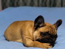 Французики 