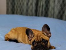 Французики 