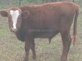 Продам бычка 