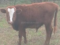 Продам бычка 
