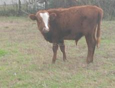 Продам бычка 