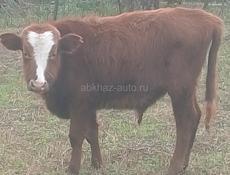 Продам бычка 