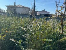 Продают серебристый эвкалипт