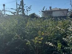 Продают серебристый эвкалипт