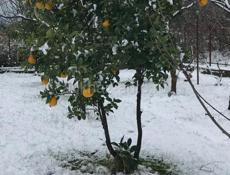 Новый дом с садом