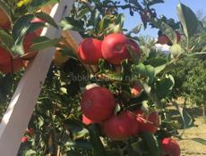 Новый дом с садом