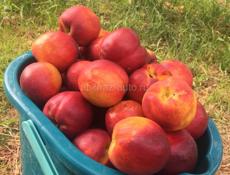 Новый дом с садом