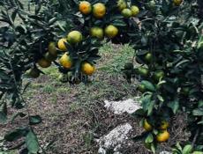 Новый дом с садом