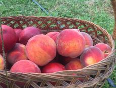 Новый дом с садом