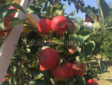 Новый дом с садом