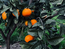 Новый дом с садом