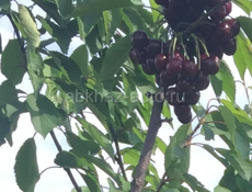 Новый дом с садом