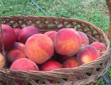 Новый дом с садом