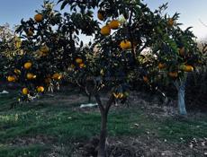 Новый дом с садом