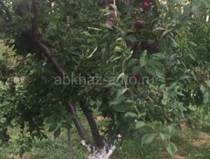 Новый дом с садом