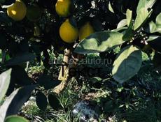 Новый дом с садом