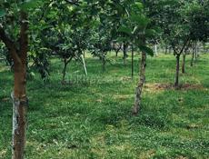 Новый дом с садом