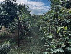 Новый дом с садом