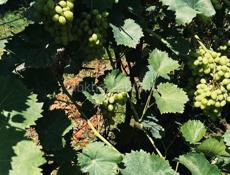 Новый дом с садом